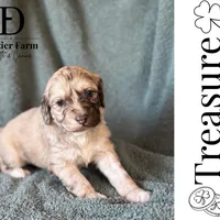 Treasure, a male Pyredoodle for sale in Grove, OK – Photo 4 of 6