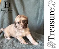 Treasure, a male Pyredoodle for sale in Grove, OK – Photo 1 of 3