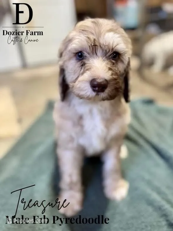 Treasure – Pyredoodle puppy for sale in Grove, OK