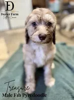 Treasure, a male Pyredoodle for sale in Grove, OK – Photo 1 of 6