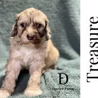 Treasure, a male Pyredoodle for sale in Grove, OK – Photo 3 of 6