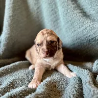 Treasure, a male Pyredoodle for sale in Grove, OK – Photo 5 of 6