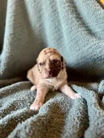 Treasure, a male Pyredoodle for sale in Grove, OK – Photo 2 of 3