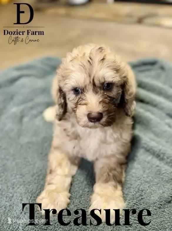 Treasure – Pyredoodle puppy for sale in Grove, OK