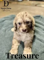 Treasure, a male Pyredoodle for sale in Grove, OK – Photo 2 of 6