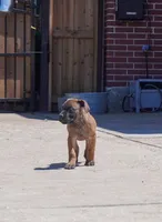 RED, a male Boerboel for sale in Friendswood, TX – 2 of 4