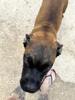 RED, a male Boerboel for sale in Friendswood, TX – 7 of 8