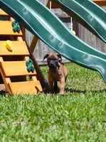 RED, a male Boerboel for sale in Friendswood, TX – 3 of 4