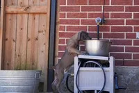 BLUE, a male Boerboel for sale in Friendswood, TX – 3 of 4
