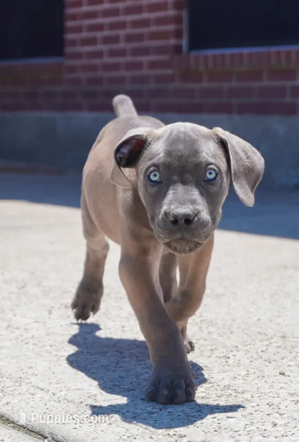 BLUE – Boerboel puppy for sale in Friendswood, TX