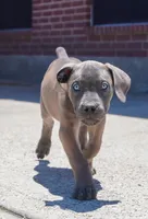 BLUE, a male Boerboel for sale in Friendswood, TX – 1 of 4
