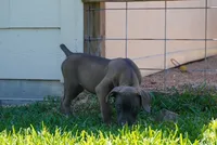 BLUE, a male Boerboel for sale in Friendswood, TX – 2 of 4