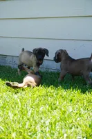 BLUE, a male Boerboel for sale in Friendswood, TX – 4 of 4