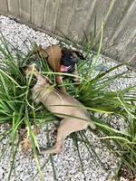 RED, a male Boerboel for sale in Friendswood, TX – 5 of 8