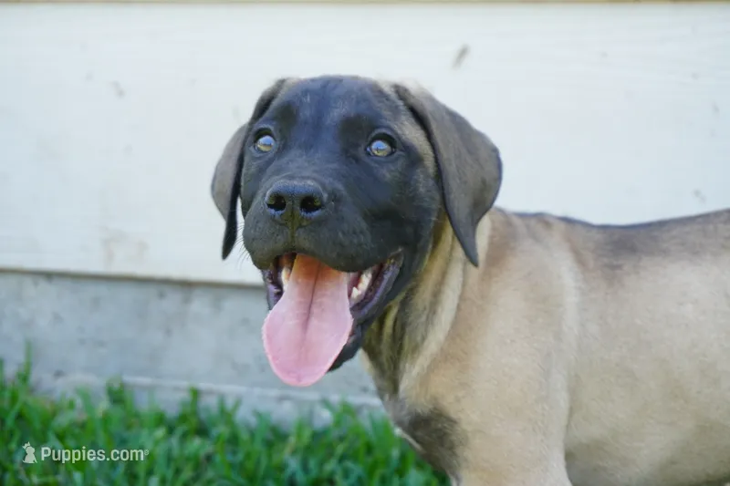 JACK – Boerboel puppy for sale in Friendswood, TX