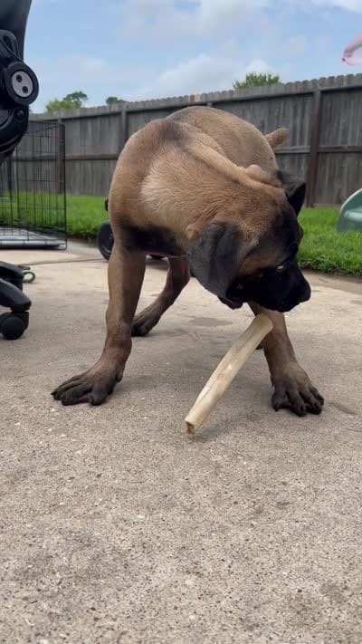 RED, a male Boerboel for sale in Friendswood, TX – 8 of 8