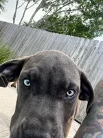 BLUE, a male Boerboel for sale in Friendswood, TX – 7 of 7
