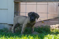 JACK, a male Boerboel for sale in Friendswood, TX – 3 of 3