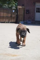 RED, a male Boerboel for sale in Friendswood, TX – 1 of 4