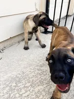 RED, a male Boerboel for sale in Friendswood, TX – 6 of 8