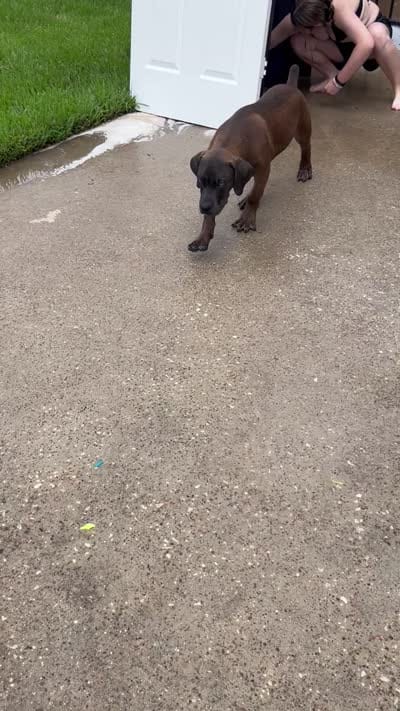 BLUE, a male Boerboel for sale in Friendswood, TX – 6 of 7