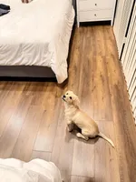 Milo, a male Dachshund and Golden Retriever for sale in Northridge, CA – 4 of 5