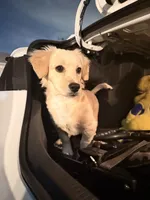 Milo, a male Dachshund and Golden Retriever for sale in Northridge, CA – 5 of 5