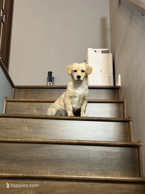 Milo – Dachshund, Golden Retriever puppy for sale in Northridge, CA