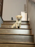 Milo, a male Dachshund and Golden Retriever for sale in Northridge, CA – 1 of 5