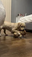 Milo, a male Dachshund and Golden Retriever for sale in Northridge, CA – 2 of 5