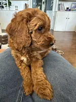Isabella, a female Double Doodle for sale in Lebanon, PA – 2 of 5