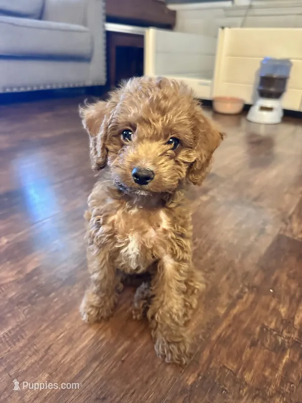 Ferb – Double Doodle puppy for sale in Lebanon, PA