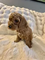 Phineas, a male Double Doodle for sale in Lebanon, PA – 2 of 5
