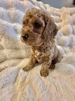 Phineas, a male Double Doodle for sale in Lebanon, PA – 4 of 5