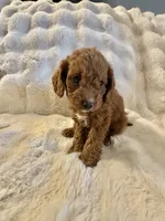 Ferb, a male Double Doodle for sale in Lebanon, PA – 2 of 7