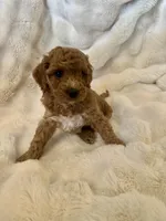 Candace, a female Double Doodle for sale in Lebanon, PA – 3 of 5