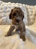 Candace, a female Double Doodle for sale in Lebanon, PA – 2 of 5