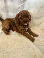 Isabella, a female Double Doodle for sale in Lebanon, PA – 3 of 5