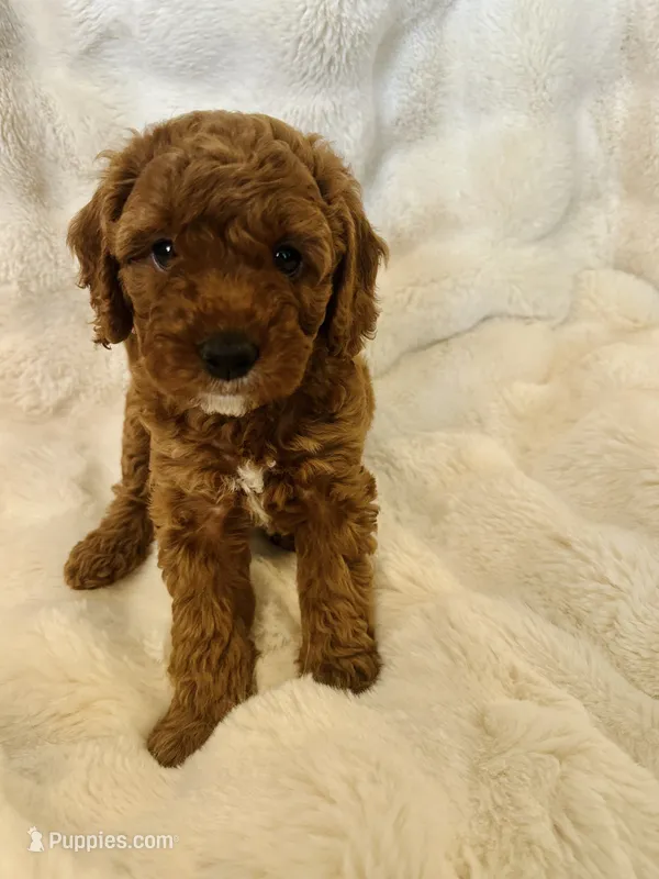 Isabella – Double Doodle puppy for sale in Lebanon, PA