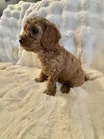 Phineas, a male Double Doodle for sale in Lebanon, PA – 3 of 5
