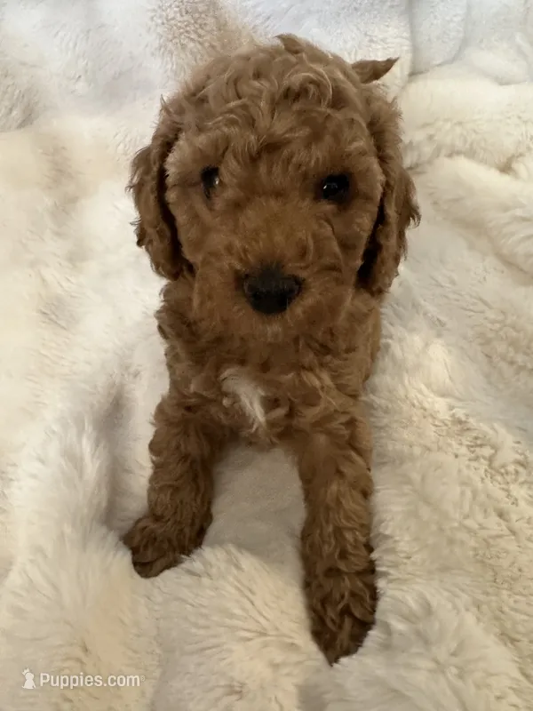 Phineas – Double Doodle puppy for sale in Lebanon, PA