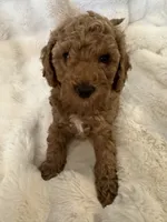 Phineas, a male Double Doodle for sale in Lebanon, PA – 1 of 5