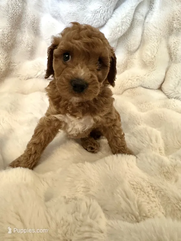 Candace – Double Doodle puppy for sale in Lebanon, PA
