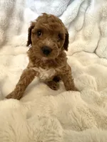 Candace, a female Double Doodle for sale in Lebanon, PA – 1 of 5