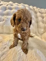 Ferb, a male Double Doodle for sale in Lebanon, PA – 4 of 7