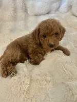 Ferb, a male Double Doodle for sale in Lebanon, PA – 3 of 7