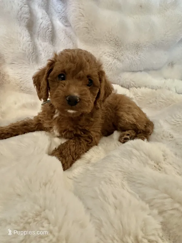 Ferb – Double Doodle puppy for sale in Lebanon, PA