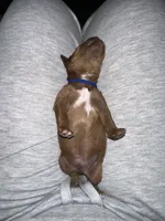 Ferb, a male Double Doodle for sale in Lebanon, PA – 7 of 7