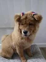 NALA, a female Chow Chow for sale in Daly City, CA – 7 of 7