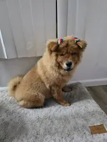 NALA, a female Chow Chow for sale in Daly City, CA – 4 of 7